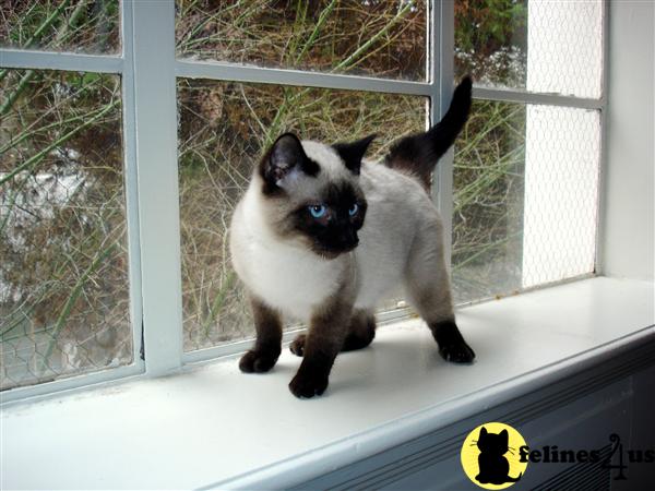 a siamese cat standing on a window sill