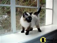 siamese kitten posted by Rosaline B.