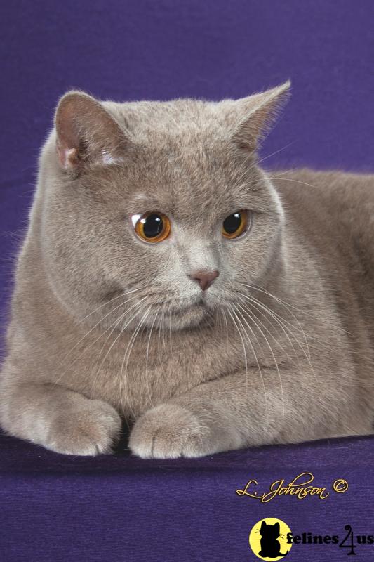 buckeyecats Picture 1