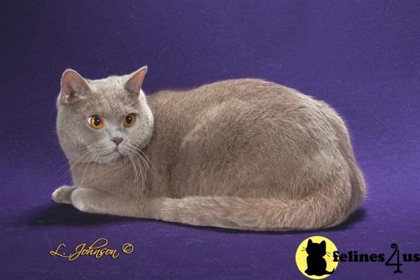 buckeyecats Picture 2