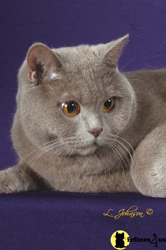 buckeyecats Picture 3