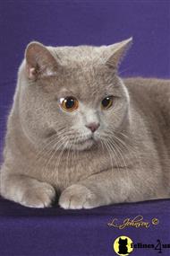 british shorthair cat posted by buckeyecats