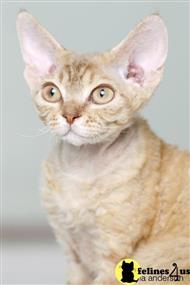 devon rex kitten posted by archicats