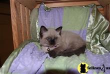 ragdoll kitten posted by Geneva
