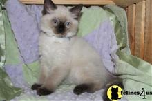 ragdoll kitten posted by Geneva
