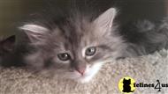 siberian kitten posted by lakepaws