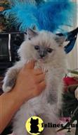 ragdoll kitten posted by vlad0422