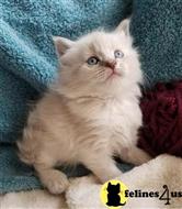 ragdoll kitten posted by vlad0422