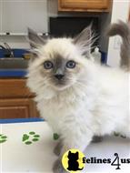 ragdoll kitten posted by vlad0422
