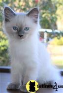 ragdoll kitten posted by vlad0422