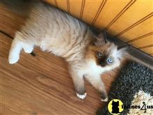 ragdoll kitten posted by vlad0422