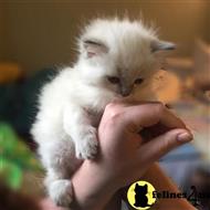 ragdoll kitten posted by vlad0422