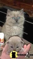 ragdoll kitten posted by vlad0422