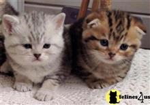 scottish fold kitten posted by vlad0422