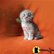 scottish fold kitten posted by vlad0422