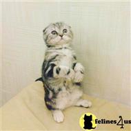 scottish fold kitten posted by vlad0422