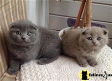 scottish fold kitten posted by vlad0422