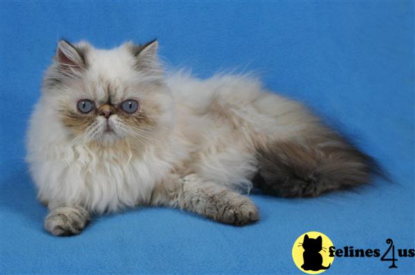 Himalayan Cat for Sale: tortie point girl 2 Yrs and 2 Mths old