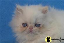 himalayan kitten posted by InThePinkPersians