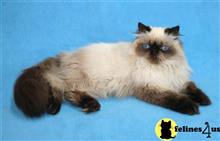 himalayan kitten posted by InThePinkPersians