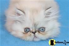 himalayan kitten posted by InThePinkPersians