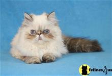 himalayan kitten posted by InThePinkPersians