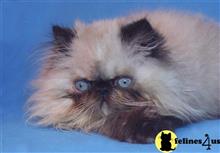 himalayan kitten posted by InThePinkPersians