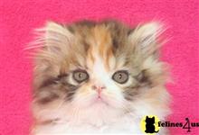 persian kitten posted by InThePinkPersians