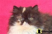persian kitten posted by InThePinkPersians