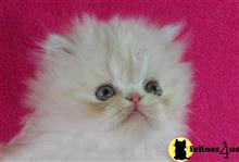 persian kitten posted by InThePinkPersians