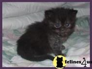persian kitten posted by georgiapawscattery