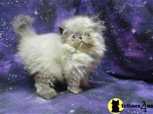 himalayan kitten posted by benlynn