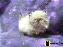 himalayan kitten posted by benlynn