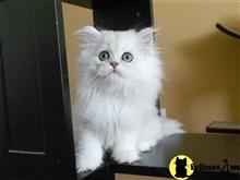 persian cat posted by kelskits