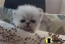 persian kitten posted by kelskits