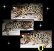 bengal kitten posted by wahidabengals@yahoo.com