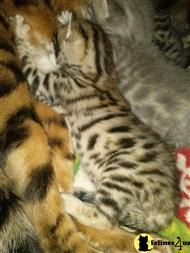 bengal kitten posted by amyspells