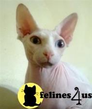 sphynx cat posted by sandy archey
