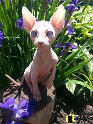 sphynx kitten posted by sandy archey