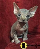 sphynx kitten posted by sandy archey