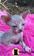 sphynx kitten posted by sandy archey