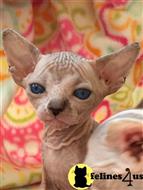 sphynx kitten posted by sandy archey