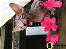 sphynx kitten posted by sandy archey