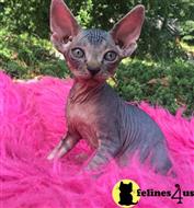 sphynx kitten posted by sandy archey