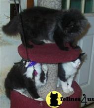 norwegian forest cat kitten posted by Forestdolls