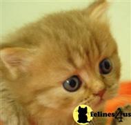 napoleon kitten posted by KaiserOpera