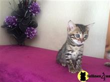 bengal kitten posted by Elena7777