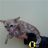 bengal kitten posted by Elena7777