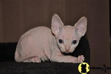 sphynx kitten posted by Elena7777