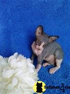 sphynx kitten posted by Elena7777